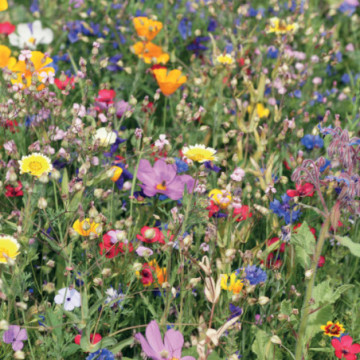 Boule de graines de fleurs sauvages