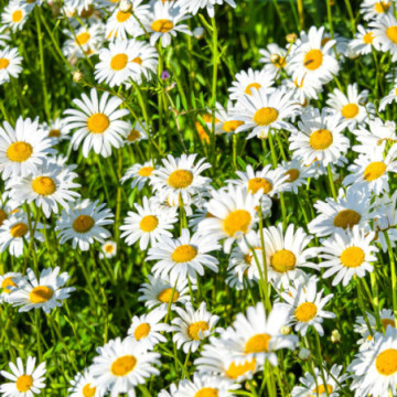 Carnet A5 avec graines