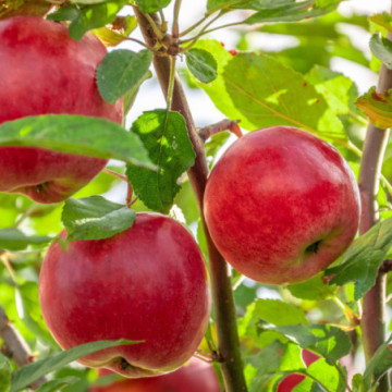 Carnet A5 avec graines