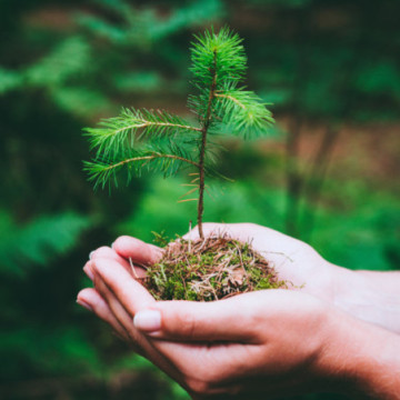 Carnet A5 avec graines