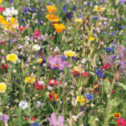Mélange de fleurs en disque tourbe