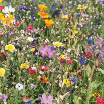 Mélange de fleurs en disque tourbe