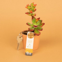 Jeton de caddie en bois