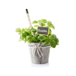 Crayon de papier à planter