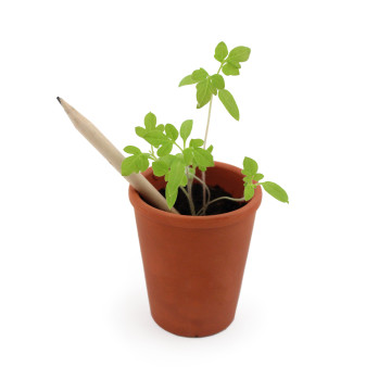 Crayon papier graines et cartonnette marquée en quadri