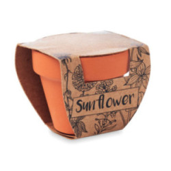 Tournesol dans un pot en terre cuite