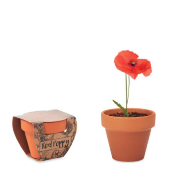 Coquelicot dans un pot en terre cuite