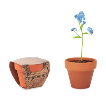 Myosotis dans un pot en terre cuite